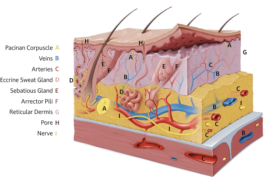 Learn Skin Overview