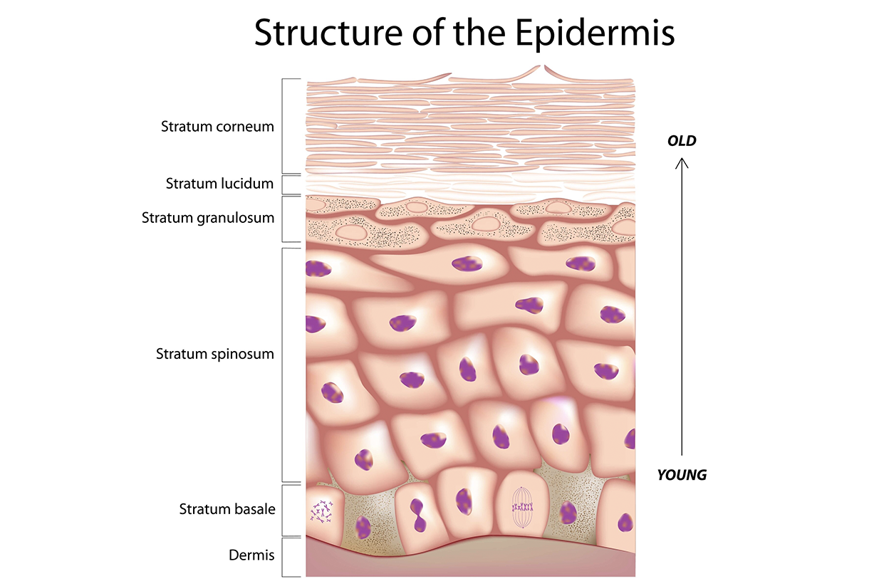 Learn Skin Overview