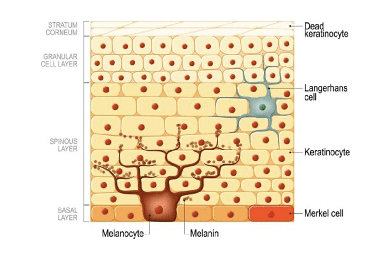 Learn Skin Overview