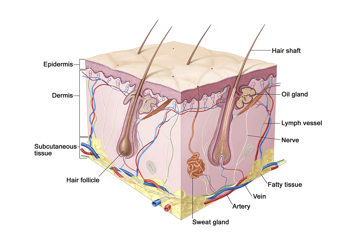 Learn Skin Overview