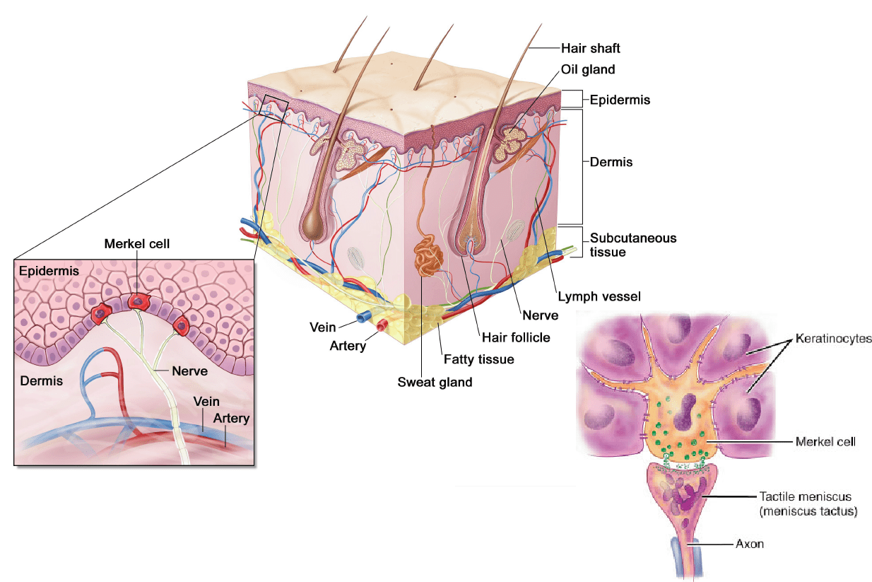 Learn Skin Overview